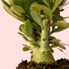 Adenium Obesum M hoja