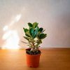 Adenium Obesum-contexto