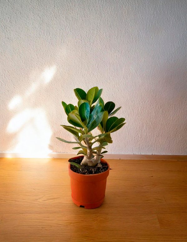 Adenium Obesum-contexto