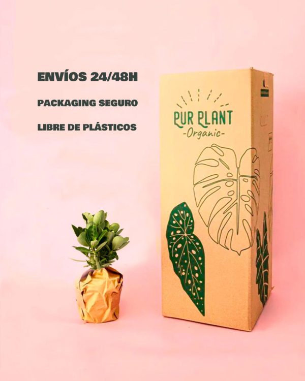 Adenium Obesum -packaging