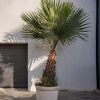 Palmera Washingtonia Robusta