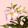 adenium-obesum-flor