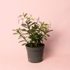 adenium-obesum-maceta