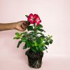 adenium-obesum-planta