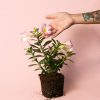 adenium-obesum-planta-mano