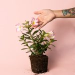 adenium-obesum-planta-mano