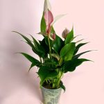 anthurium-pink-lilly