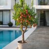 arbol-granado-casa-maceta
