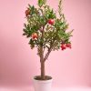 arbol-granado-mollar-elx