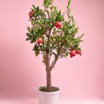 arbol-granado-mollar-elx