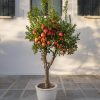 arbol-granado-terraza