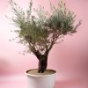 arbol-olivo-picual-envejecido