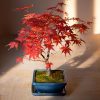 arce-bonsai-rojo