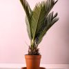 cyca revoluta en maceta