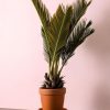 cyca revoluta m