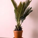 cyca revoluta m