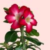 flor-adenium-obesum
