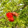 flor-granado-mollar