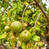 granadas-arbol-mollar-elche