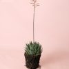 haworthia-bigband