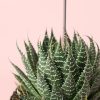 haworthia-bigband-hoja