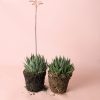 haworthia-bigband-plantas
