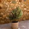 mini arbol olivo exterior