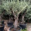 oleo-picual-arbol-vivero