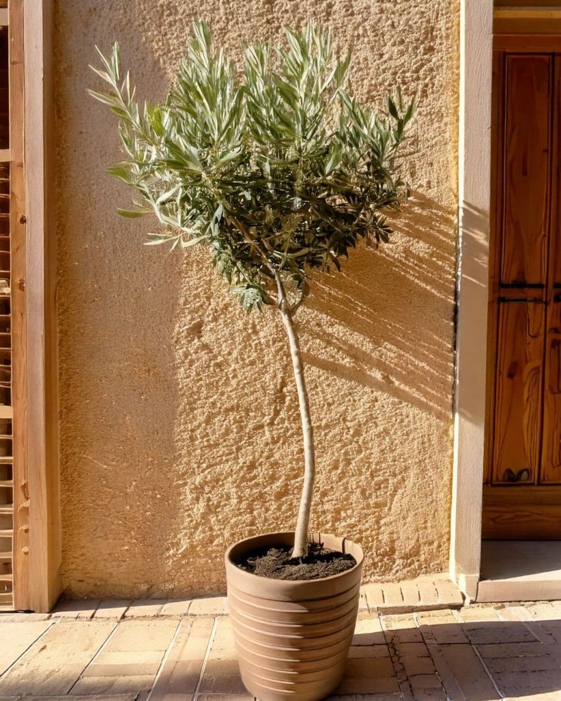 olivo copa arbolito exterior