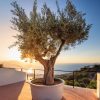 olivo-picual-terraza