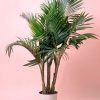 palmera-real-xl-Archontophoenix