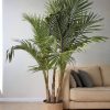 palmera-real-xl-Archontophoenix-salon