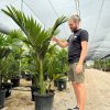 palmera-real-xl-a