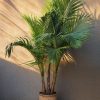 palmera-real-xl-exterior