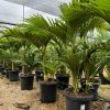 Palmera Real XL - Imagen 5
