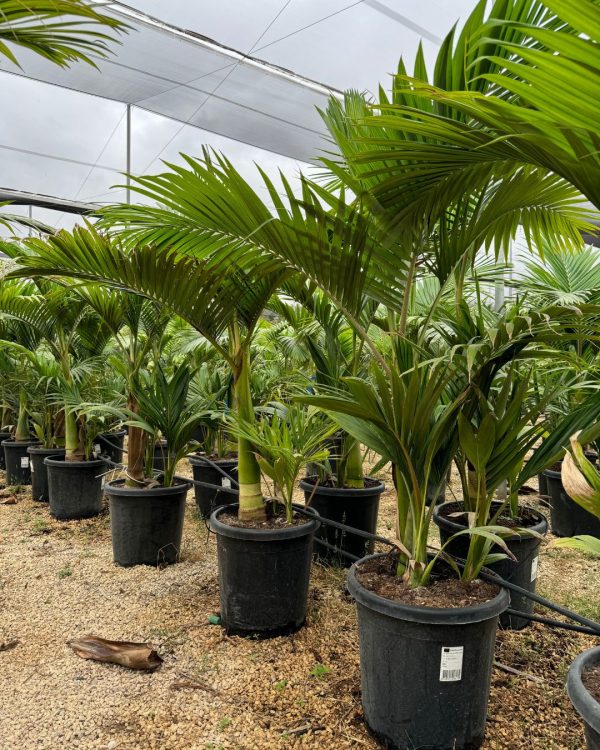 Palmera Real XL - Imagen 5
