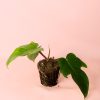 philodendron-squamiferum-planta