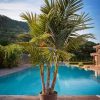 piscina-palmera-real-xl-Archontophoenix