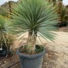 planta-yucca-rostrata