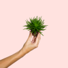 senecio-himalaya-mini