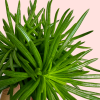 senecio-himalaya-mini-hoja