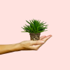 senecio-himalaya-mini-planta