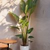 strelitzia-nicolai-restaurante-xl