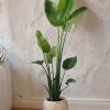 strelitzia-nicolai-xl-casa