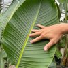 strelitzia-nicolai-xl-hoja