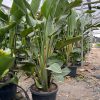 strelitzia-nicolai-xl-planta