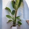 strelitzia-nicolai-xl-urba