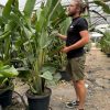 strelitzia-nicolai-xl-vivero