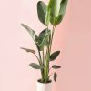 strelitzia-xl