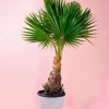 washingtonia-palmera